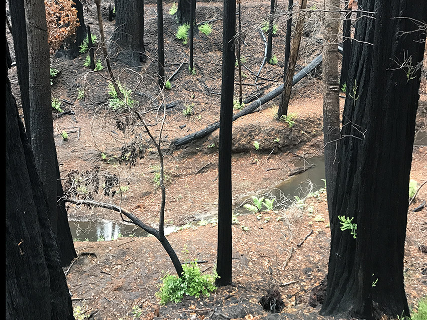 Big Basin after CZU Fire, February 2021